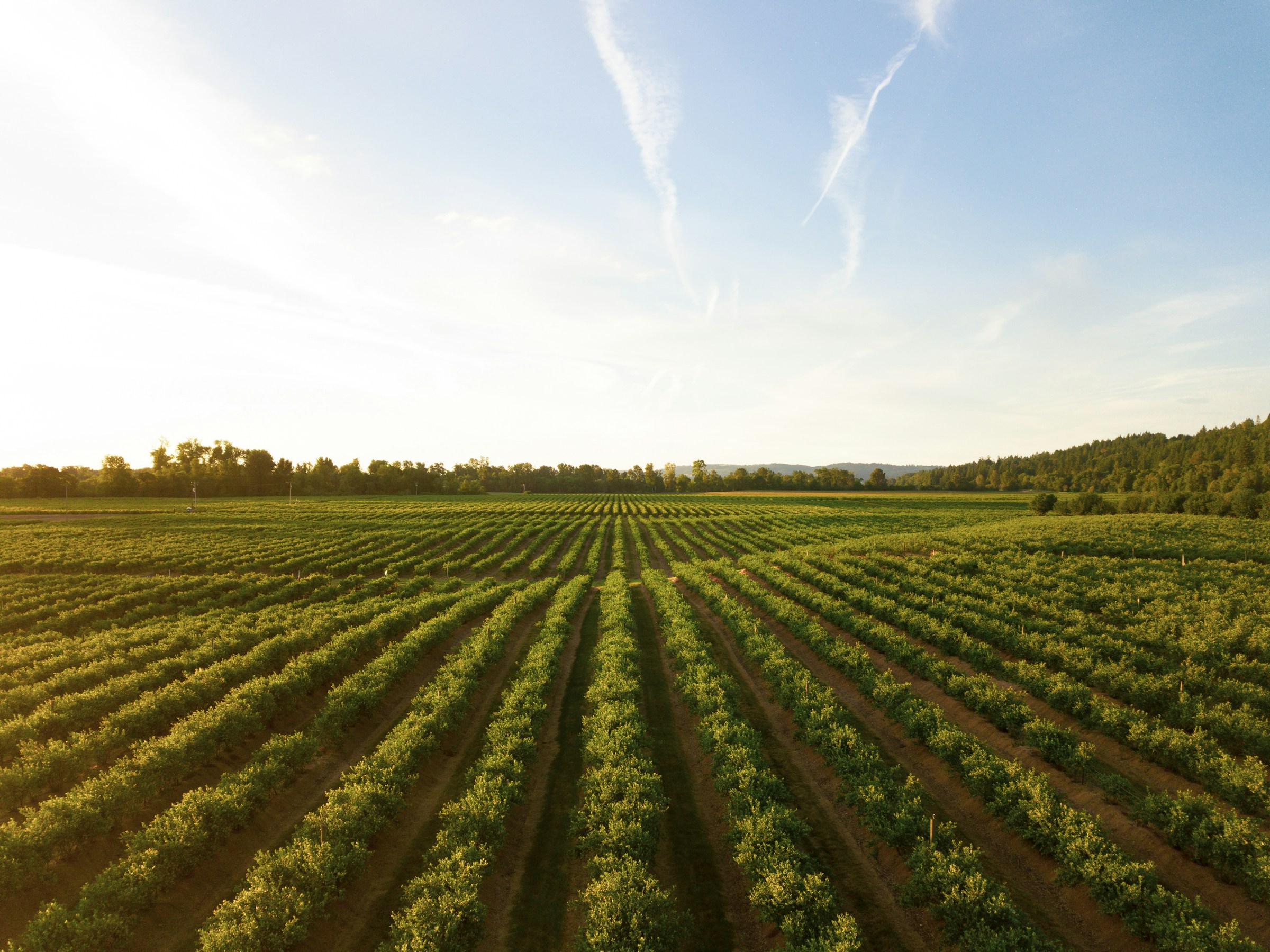 Photo of a vineyard with clear blue skies, by Dan Meyers from Unsplash