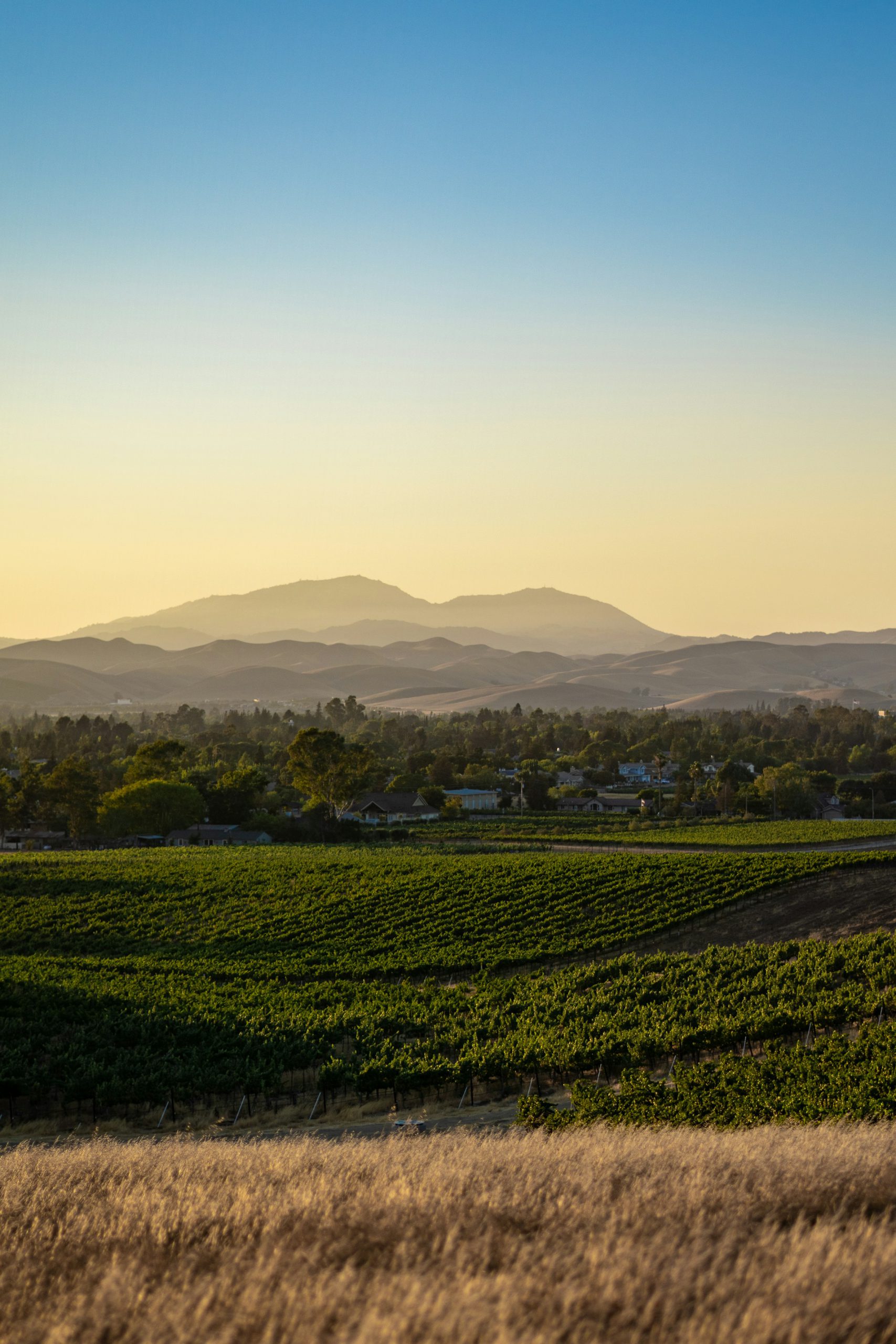 Photo of a vineyard in late afternooon, by Spencer Demera from Unsplash