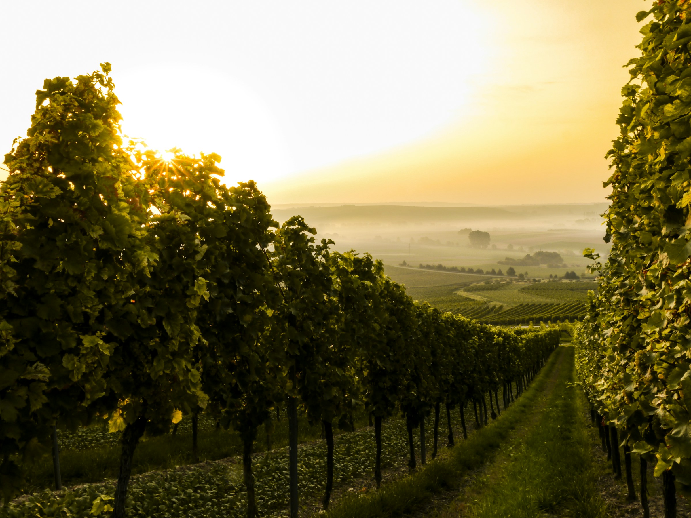 Photo of a vineyard at sunset, by Sven Wilhelm from Unsplash